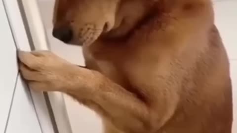 the Innocent Dog Video So Funny