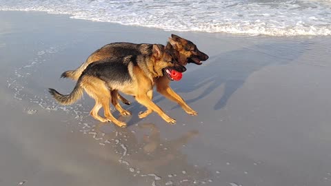 Beach Time with Rome and Jules German Shepherds FB @SGSKRH