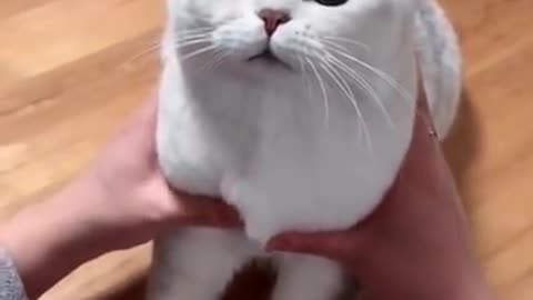 Funny cat video||cute cat video