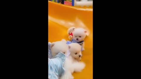 Cute Puppies Play On Slide So CUTE <3