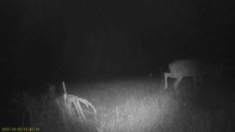 night video deer 10/22 4