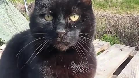 Black cat is waiting