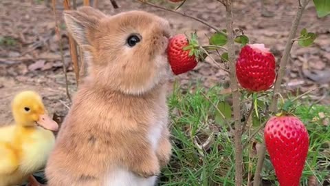 Watch this Cute Rabbit Enjoying a Delicious Meal!