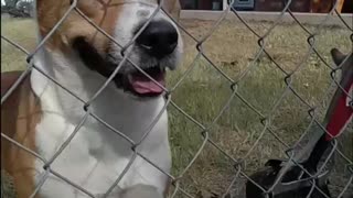 Tucker Carlson and Claire Bear Have a Visitor