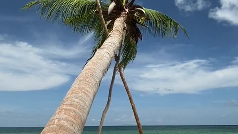 beauty of coconut tree