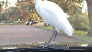 Bird Cruises on Car Hood