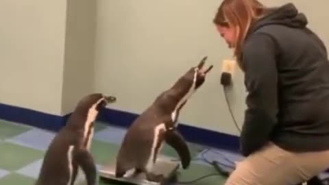 Weighing penguins.. 😅