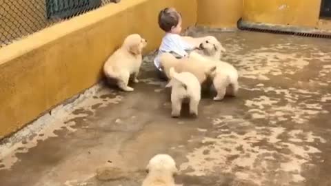 Puppy Attack Golden Retriever