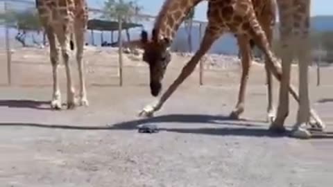 Giraffe and Turtle: Unlikely Friendship in the Wild