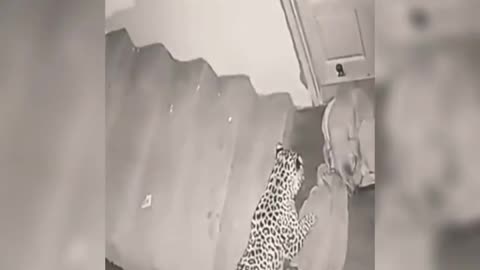 Leopard attacks on dog - shocking videos😰