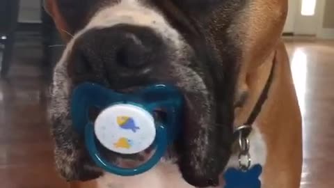 Este boxer no quiere crecer ¡y no hay problema!