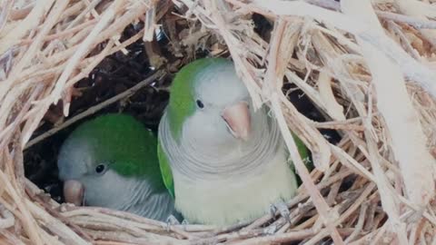 Two Beautiful Birds On A Nest