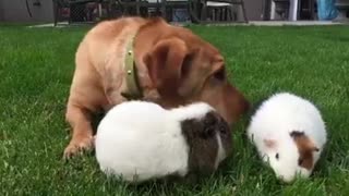 Dog eat grass together with the guinea pigs