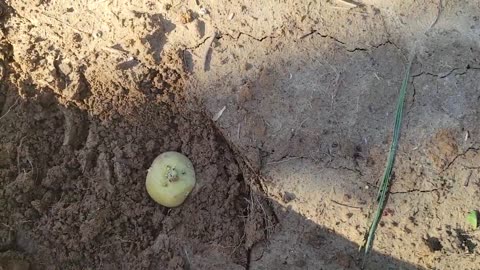 2 Easy Ways to Grow Potatoes
