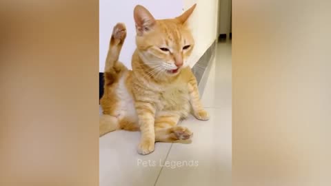 best funny cats video 2023