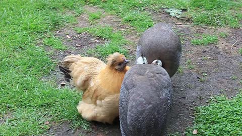 Guinea Fowl still love their foster Mum