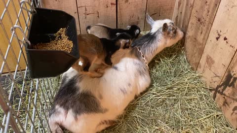 Baby Goats with Mother Nakita 03.2022