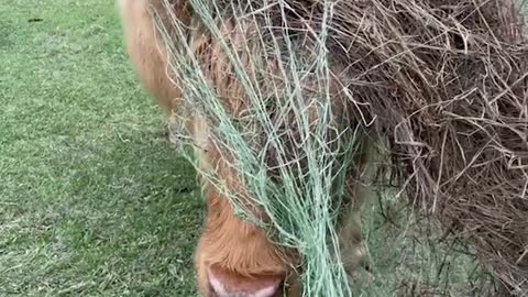 Highland Cow Is Not-So-Helpful Helper