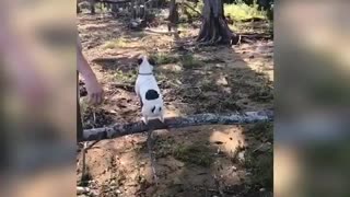 Jumping Jack Russell uses environment to fetch stick
