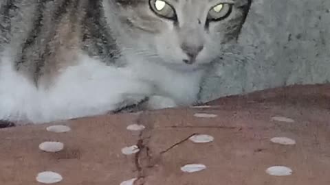 The cat's eyes changed color, due to the light