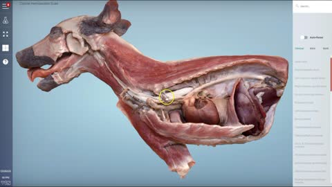 Canine cranial hemisection - 3D Veterinary Anatomy & Learning IVALA®