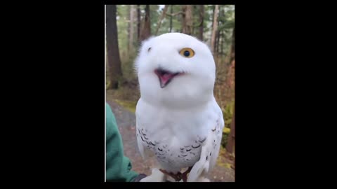 Baby Owl Runs To Owner When Called | White Owl is trying to scare