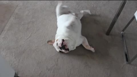 Smart Bulldog Learns How To Roll Over, With A Little Yummy Help