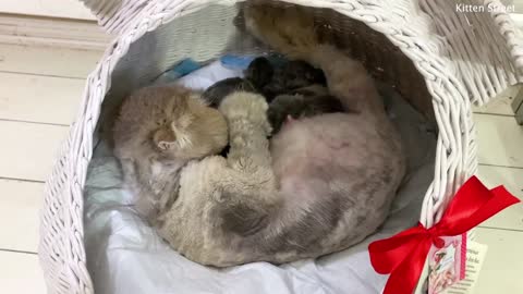 This cat gave birth to kittens, how would their first day be?