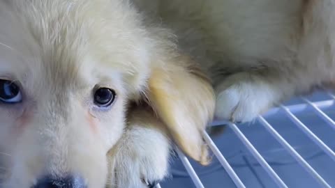 Puppy Doesn't Want to Leave the Fridge