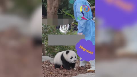 Clingy baby panda