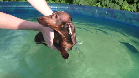 Dachshund aprende a nadar de un modo adorable