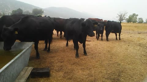 Cows play with water