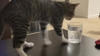 Cat Must Track Before Drinking Water