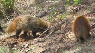 Ruddy Mongoose, Yala National Park ,Sri Lanka