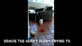 Husky puppy getting her ball from under the sofa