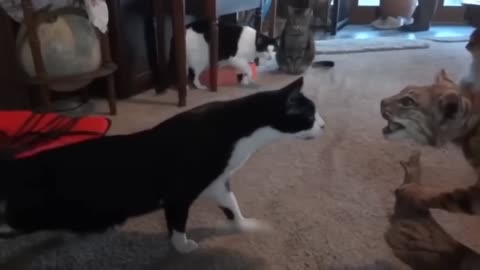 Funniest Cats And Dogs Video