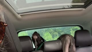 Great Dane Puppy Gets Stuck