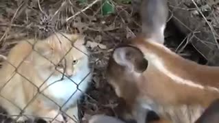 Cat meets fawns