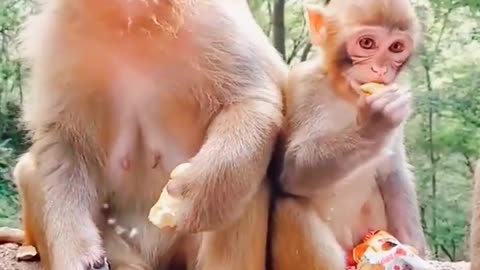 Cute Monkey Eating Monkey Mother And Baby Eating Fruits Animals Funny Videos #shorts #animals