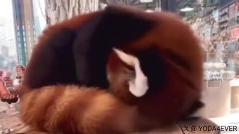 Red panda using its own tail as a pillow