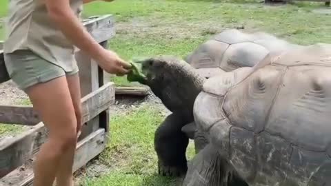 Feeding The Biggest Tortoises In The World