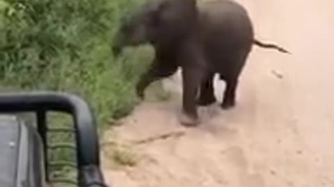 Cute elephant shows it talent and attack to safari jeep