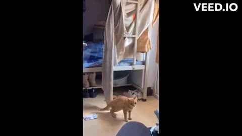 Hilarious Animal Antics: A Fun-filled Compilation!