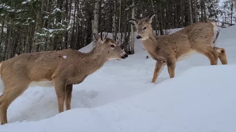 Deer up close