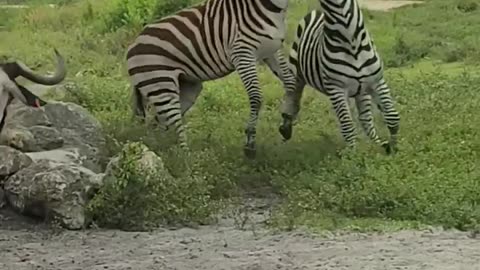 Zebras Duke It Out At Drive Through Safari