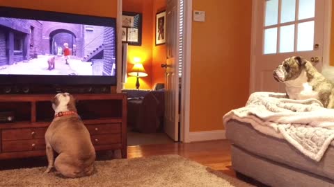 Bulldogs Have Amazing Reaction To Distressed Canine On TV