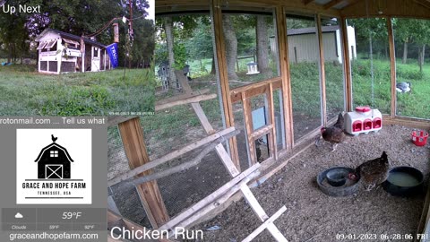 Live Chicken and Geese Cameras from Tennessee