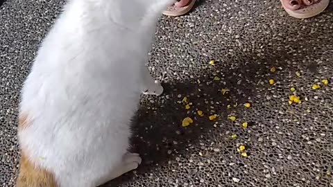 Wild cat eating corn