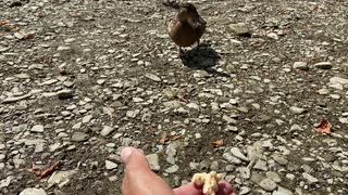 Duck takes another bite 😀😀