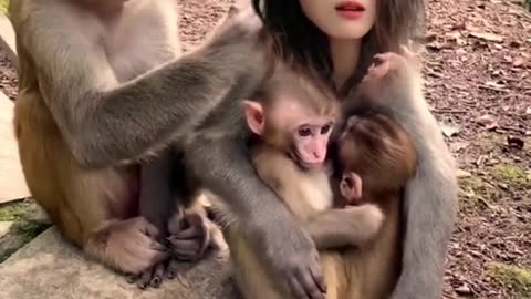 Funny comedy video monkeys